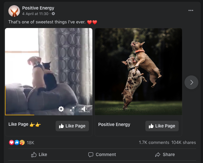 a viral facebook video showing a cat and dog looking out the window